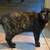 Spayed Barn Cat 1 thumbnail
