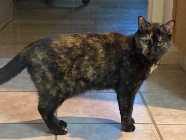 Spayed Barn Cat 1