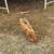 Pig 1 thumbnail