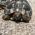 Tortoise Eastern Hermanns, Pair 3 thumbnail