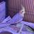 Baby cockatiels 4 thumbnail