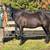 FOR SALE "Trubador" 13.2 1/2h 8yr Bay Paso Fino Gelding 5 thumbnail