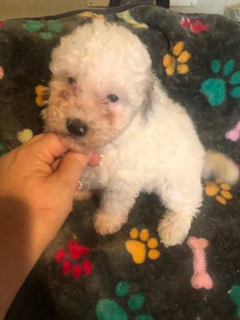 Small mini aussiedoodles (36301)