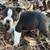 Boston Terrier pups 2 thumbnail