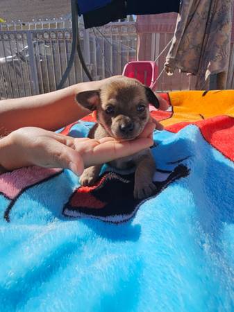 Male Chihuahua puppy 1