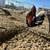 Rooster for sale 6 thumbnail