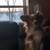 Missing Dogs 3 thumbnail