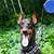 Doberman 3 thumbnail