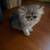 Persian kittens 6 thumbnail