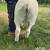 Registered Dorper lambs Fullblood 4 thumbnail