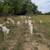 19 Purebred St. Croix - Ewes 2 thumbnail