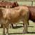 Beefmaster & Beefmaster Cross Replacement Heifers 2 thumbnail