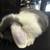 Holland lop bunnie 3 thumbnail