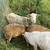 Katahdin Ewes and Ewe Lambs 2 thumbnail