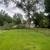 Oak Tree Wood 2 thumbnail