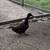 Ducks 5 thumbnail