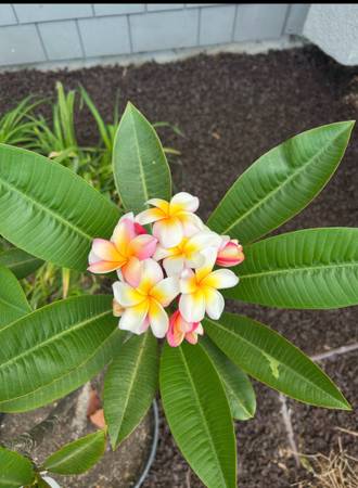 Look! How pretty! Plumerias! Add to your home! Garden 1