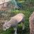 Ram lambs 1 thumbnail