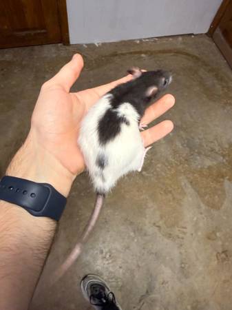 Rats (Parkville, Mo)63903108866434124