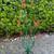 Ocotillo Yard Art 2 thumbnail