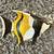 Wall hanging angel fish 1 thumbnail
