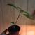 Plants! 2 thumbnail