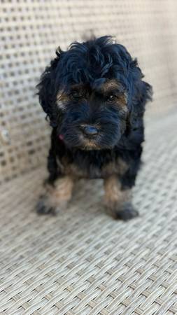 Cachorro mini golden doodle (Auburn)