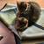 Rehoming kittens 3 thumbnail