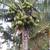 Fresh coconuts 2 thumbnail
