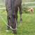 Friesian/Percheron horse stud colts 2 thumbnail