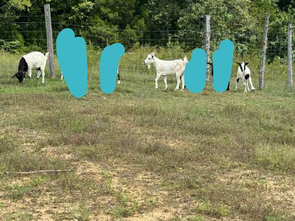 Fainting goats 1