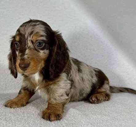 dachshund ready for his new home (903-219-93zero0)63696801520387120