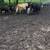 Cow calf pairs with young heifer calves 4 thumbnail