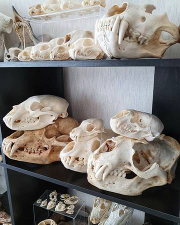 LOOKING FOR SKULLS 1