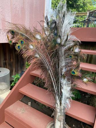 PEACOCK FEATHERS 1