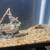 Fish tank annd fish for sale 2 thumbnail