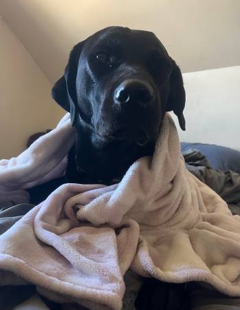 Mezcla de labrador para reubicación