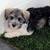 Miniature Schnauzer 1 thumbnail