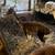 Alpacas 2 thumbnail