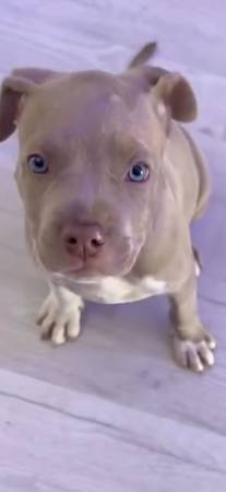 BULLY AMERICANO XL GRATIS BULLIE (Miami Gardens)63685532896513123