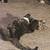 Cats for sale -Kiki & Lucky 10 thumbnail