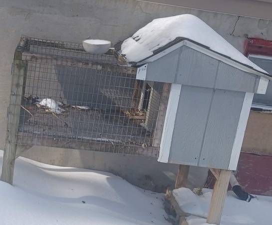 Bunny rabbit hutch pen 1