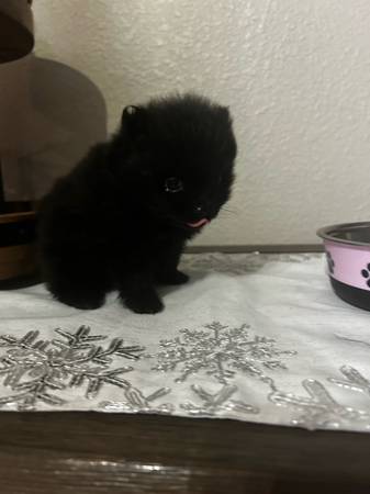 Pom (El Paso)64719930230401121