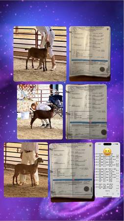 Quality Nubian does 1