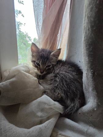 Two kittens (Benson)63670824395137123