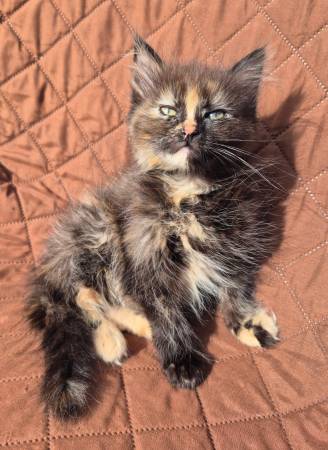 Tortie MC Kitten (Olympia)63885716885121120