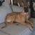 Belgian Malinoise Puppy 4 months old 1 thumbnail