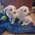 Chipoo puppy 5 thumbnail