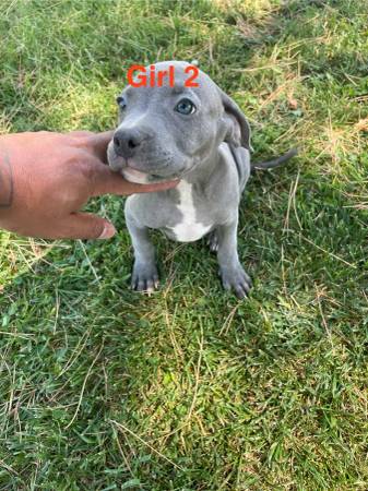 Cachorros pitbull hembra 350 firmes (Moreno valley)63893713960450121