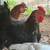 Roosters 3 thumbnail